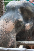 20090417 Half Day Safari - Elephant  42 of 57 